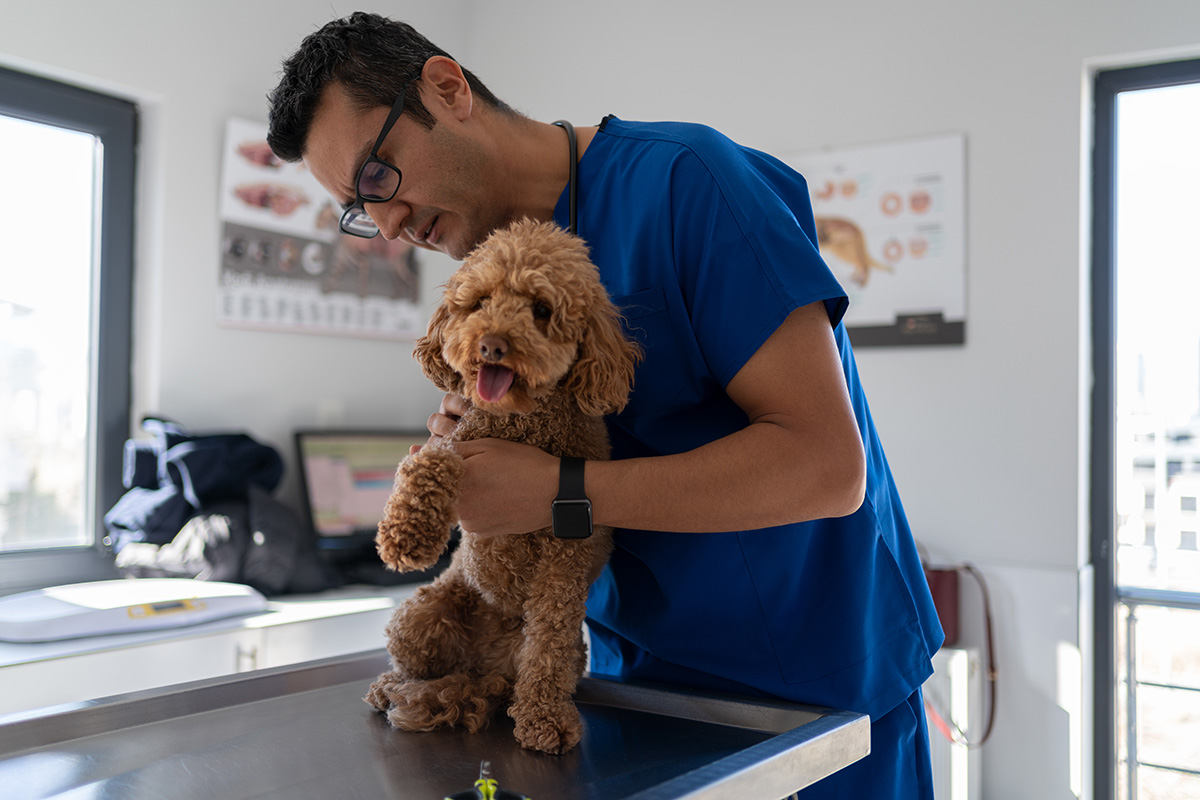 Consulta Veterinaria por Enfermedad o Accidente