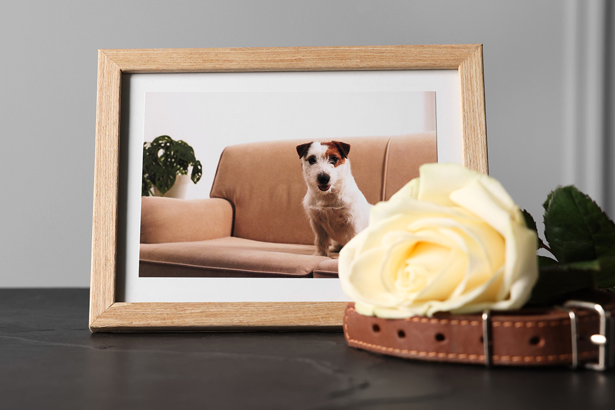 Asistencia Funeraria para la Mascota