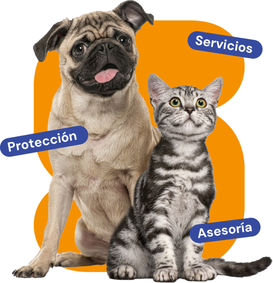 Imagen Mascotas